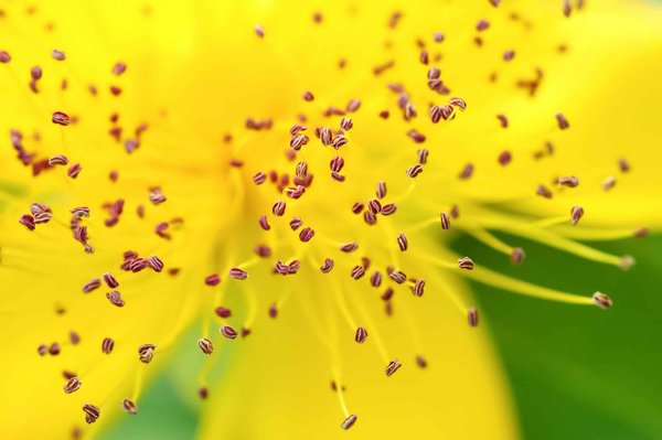 Comment aménager un jardin de fleurs pour attirer les abeilles sur un balcon?