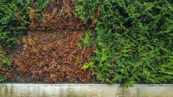 Comment choisir une haie persistante pour un jardin exposé au vent ?